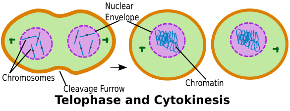 Cytokinesis