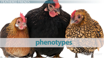 Three Chicken Colors