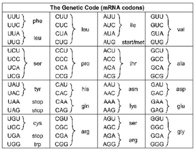Interpreting How a Change in DNA or RNA Sequence Alters the Protein ...