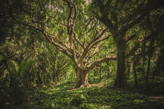 Photograph of large tree in forest.