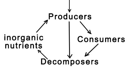 Comparing the Complex Interactions between Individual Organisms within ...