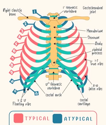 Typical And Atypical Ribs Anatomy