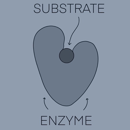 Predicting How Changing the Structure of the Active Site will Affect ...