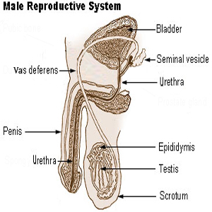 Male Reproductive System Lesson for Kids Study