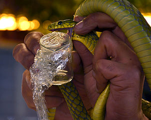 image of snake with fangs