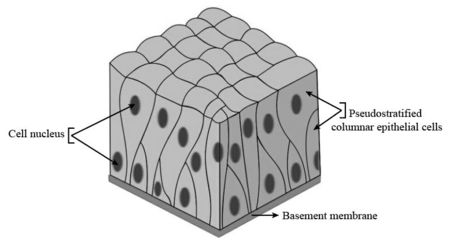 Pseudostratified Columnar Epithelium Diagram Labeled
