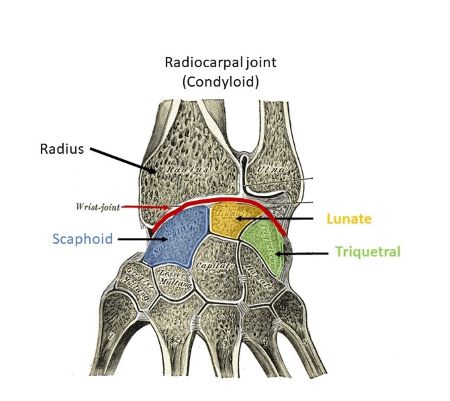 The radiocarpal joint A. occurs between the distal end of the radius