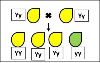 Genetics Lesson for Kids | Study.com