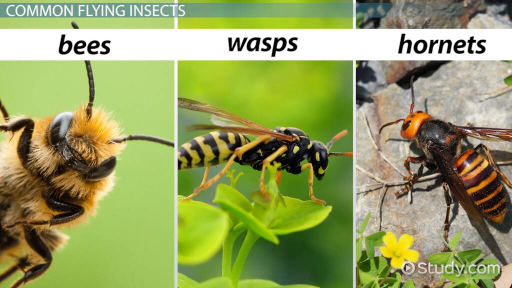 Hornets Wasps And Bees Differences Characteristics Lesson 