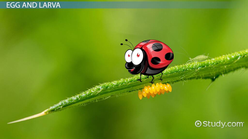 Ladybug Life Cycle Lesson For Kids Video Lesson Transcript Study