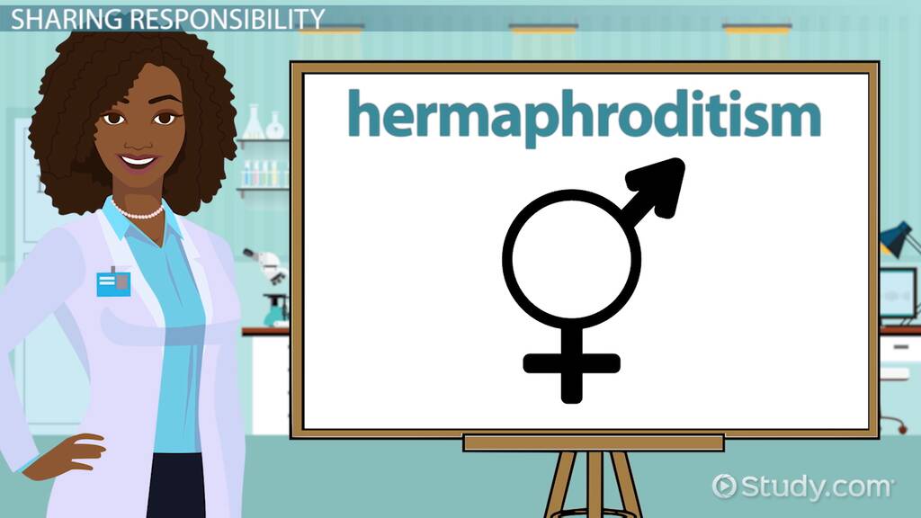 What Is Hermaphrodite Human At Dakota Bunce Blog