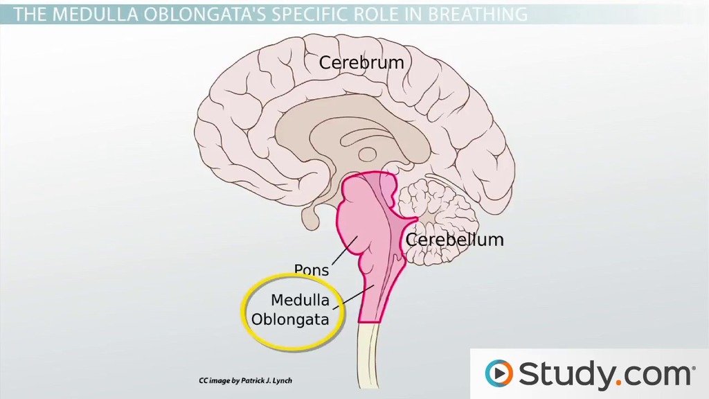 Pons Medulla Oblongata Diagram Pons Medulla Oblongata Diagram