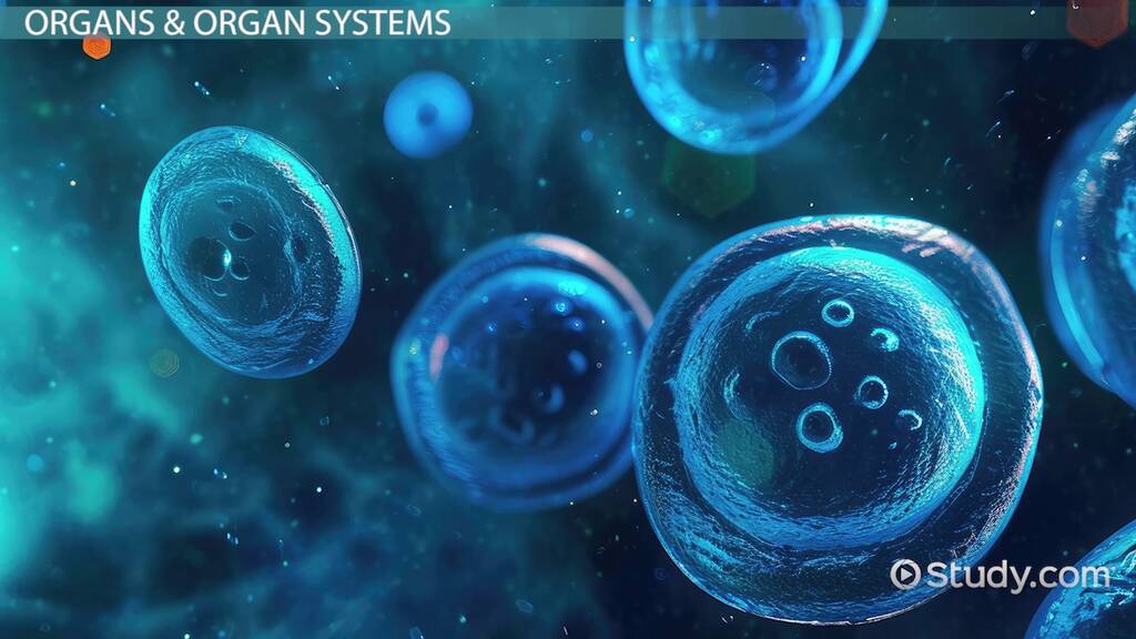 Levels of Biological Organization | Definition & Hierarchy - Video ...