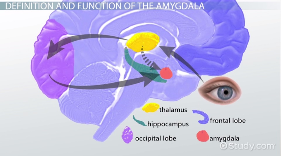 Amygdala Another Name For It Sale Dakora co Amygdala Another Name For It Sale Dakora co