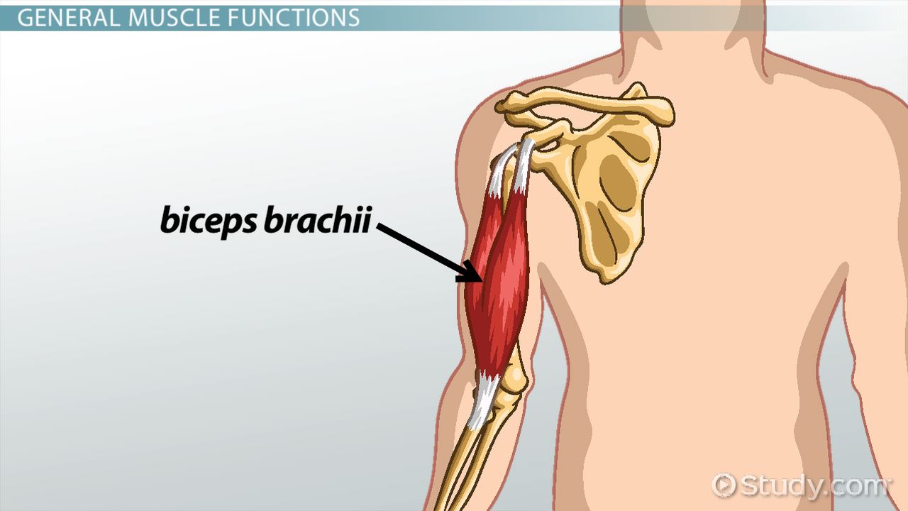 Heads Of The Biceps Brachii Muscle At Corey White Blog Heads Of The Biceps Brachii Muscle At Corey White Blog