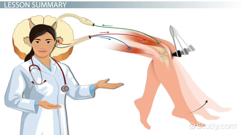 Reflex Arc: Components, Importance & Examples - Lesson | Study.com