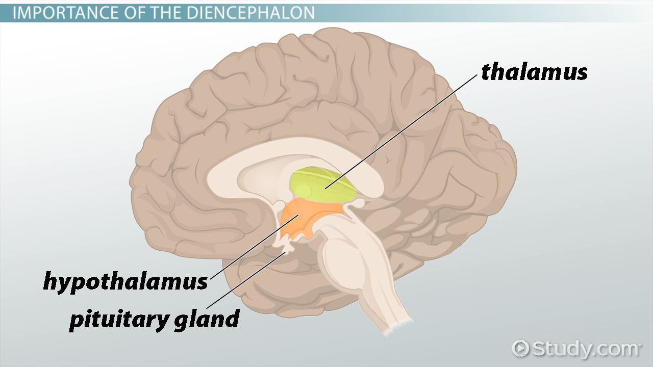 Diencephalon Function Parts Location Lesson Study