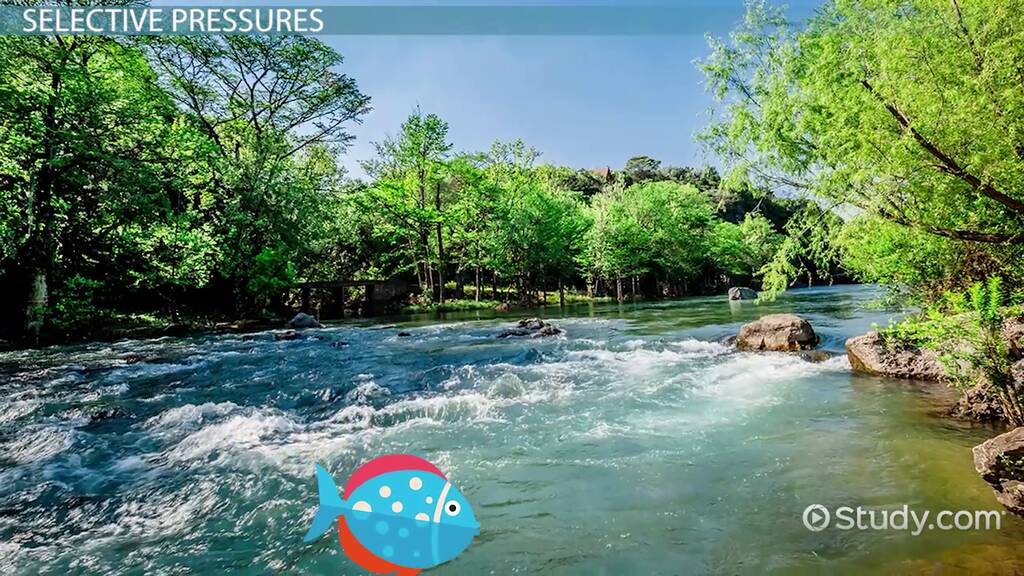 Gradualism | Definition, Theory & Examples - Video | Study.com