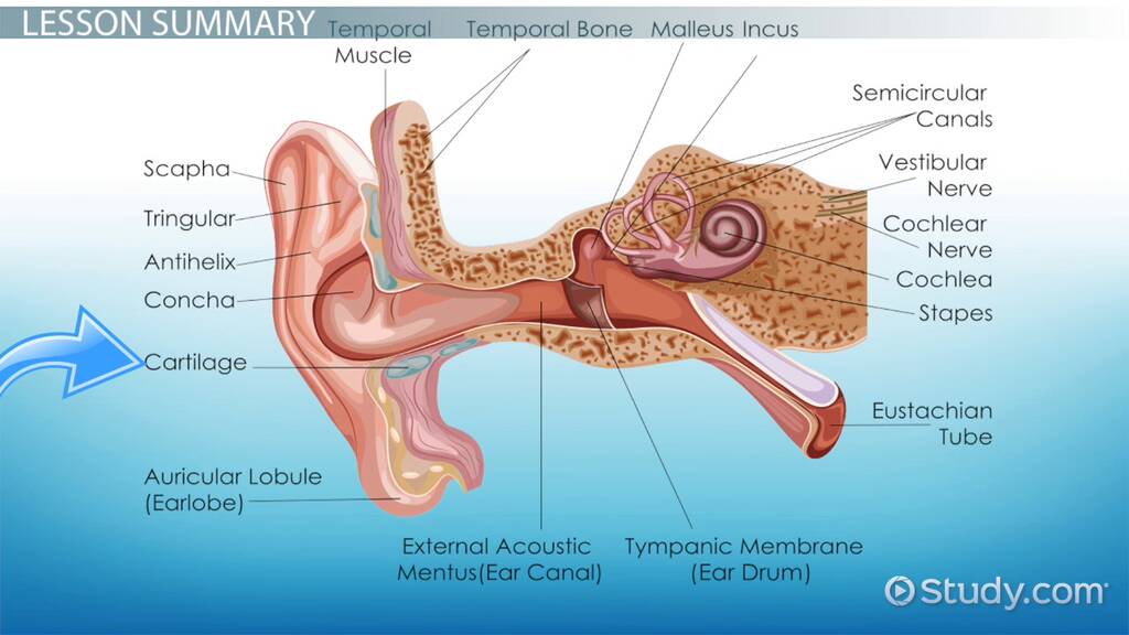 Ear Cartilage Diagram
