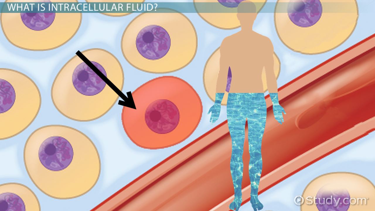Extracellular Fluid Body Fluid PPT