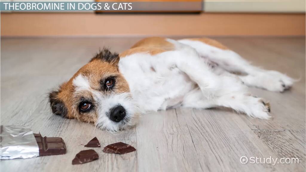 Curated visual reference: Why Is Chocolate Bad For Dogs Lesson Photo Inspiration