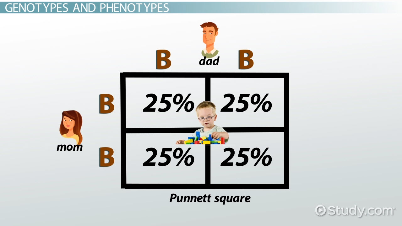 Genetic Makeup Meaning In Urdu Bruin Blog