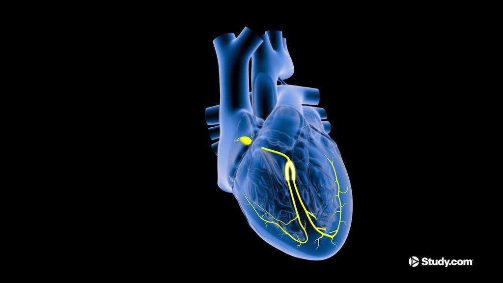 Av Node Definition Atrioventricular Node | AV Node Definition, Role & Function - Video ...