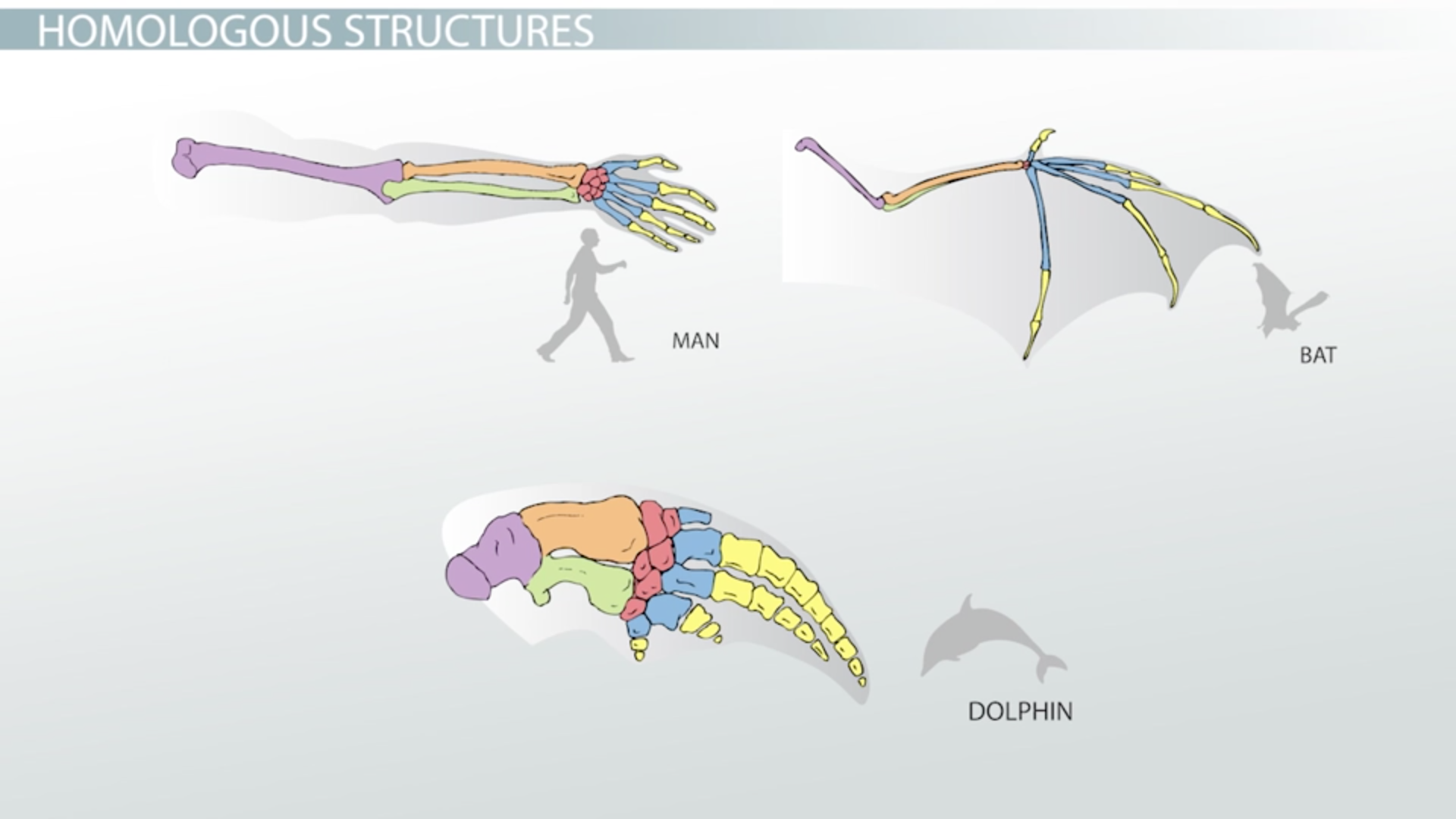 Comparative Genomics: Homology - Video & Lesson Transcript | Study.com