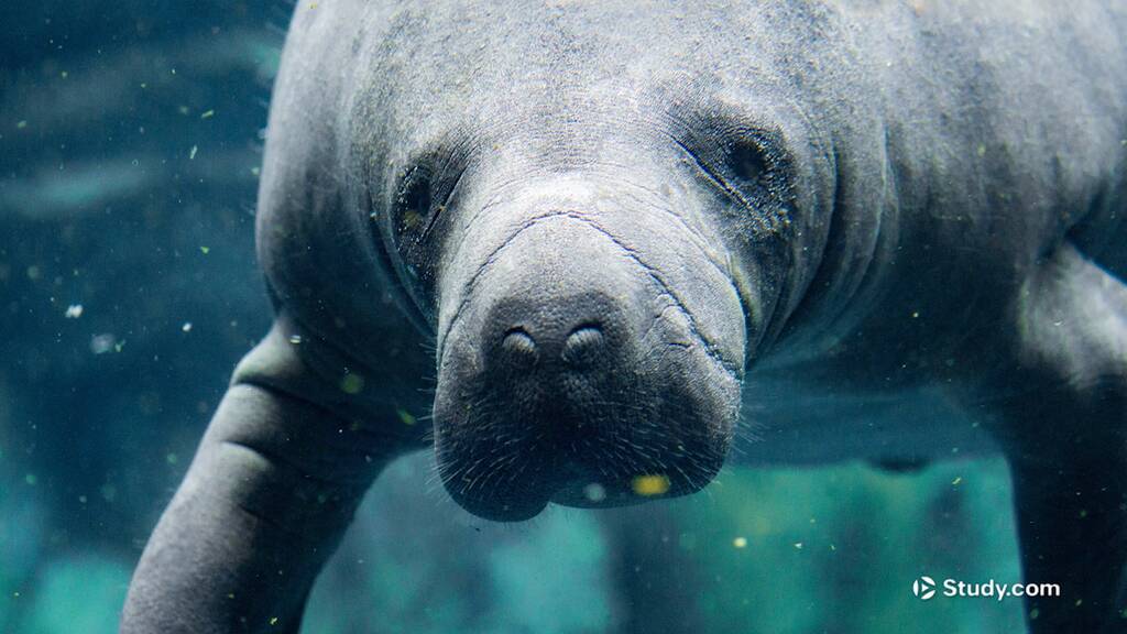 Manatee Reproduction Process Manatee | Overview, Life Cycle & Life Span - Lesson | Study.com