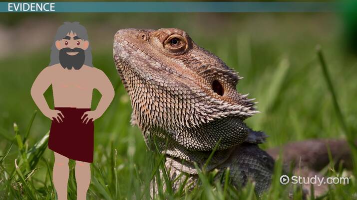 Macroevolution Overview, Evidence & Examples - Lesson | Study.com