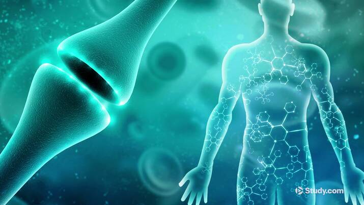 Synapse Definition & Function - Lesson | Study.com