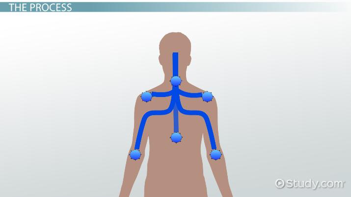 Somatosensation Definition, Types & Process - Video | Study.com