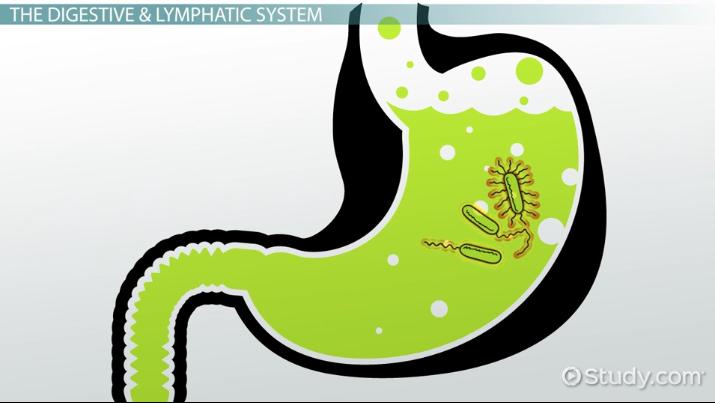 Large Defensive Systems of the Body: Vocabulary - Lesson | Study.com