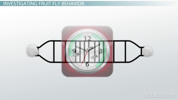 Fly Behavior Fruit Fly Behavior: Biology Lab - Lesson | Study.com