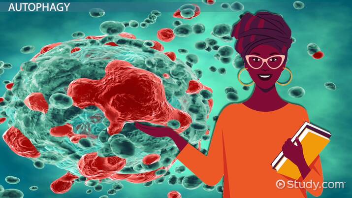 AUTOPHAGY VS APOPTOSIS visual data 3