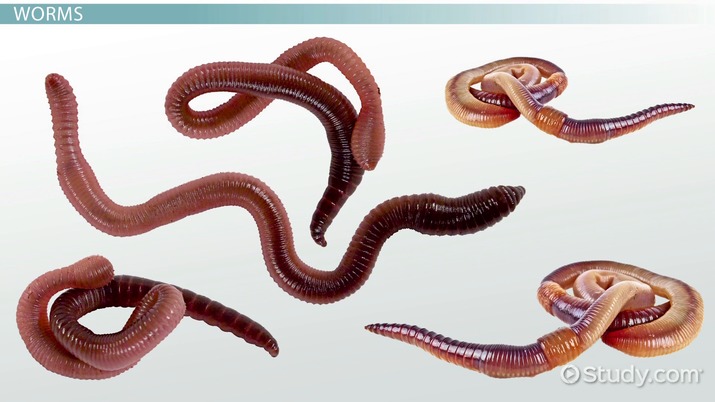 What Do Human Worms Look Like Infoupdate What Do Human Worms Look Like Infoupdate