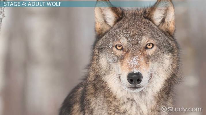 Wolf Life Cycle Lesson For Kids Lesson Study
