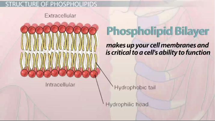Phospholipid Structure Function Examples Lesson Study