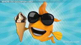 Goldfish Facts: Lesson for Kids
