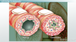 Axons: Definition & Function - Video & Lesson Transcript | Study.com