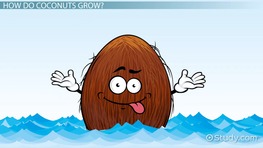 Coconut Tree Lesson for Kids: Facts & Uses
