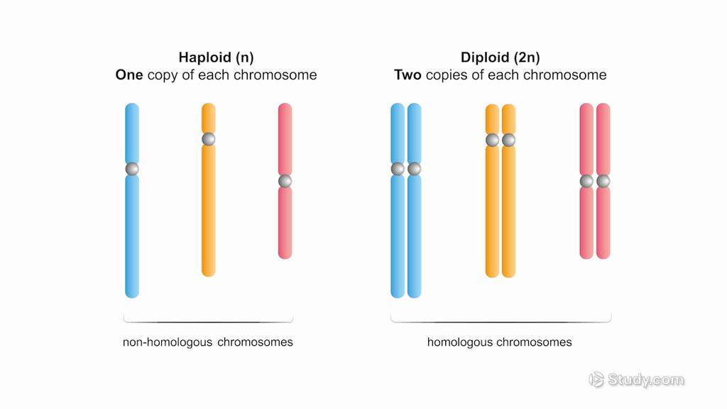 Haploid Cell | Overview, Life Cycle & Examples - Lesson | Study.com