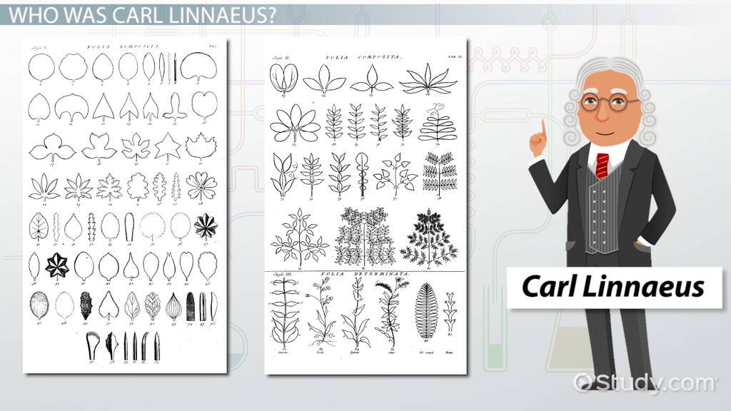 Carl Linnaeus Lesson For Kids Video Study